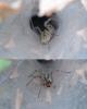 Agelena labyrinthica